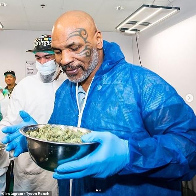 The 58-year-old admitted that he had given up cannabis before the fight