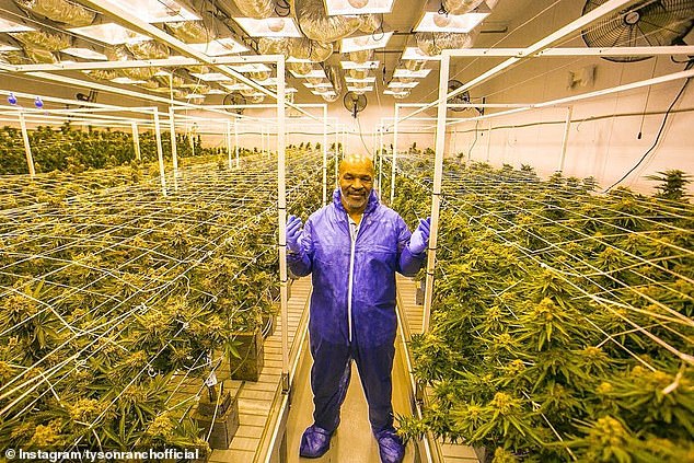 The former world champion is a marijuana enthusiast and has his own product line