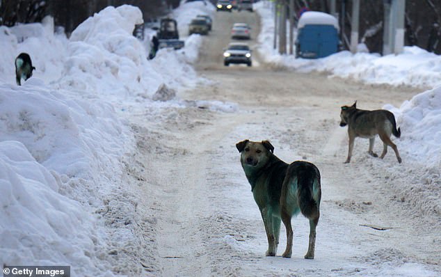 Three stray dogs with soiled fur in Podolsk, near the center of Moscow. Russia has been struggling with a stray dog ​​problem for years