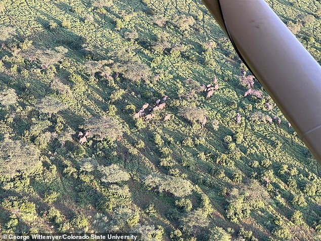 In the photo, savannah elephants are being examined by spotters on planes. The new study – described as the most comprehensive assessment of African elephants to date – found a large-scale decline in African elephant numbers