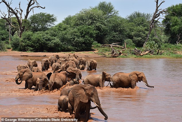 According to the Wildlife Conservation Society (WCS), the African savanna elephant is the largest land mammal in the world. An adult male African savannah elephant can grow up to 13 feet tall at the shoulder and weigh 14,000 pounds