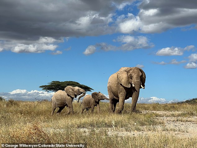 Pictured, a mother elephant leads her calf away from danger in northern Kenya, a country where elephant populations have been negatively affected