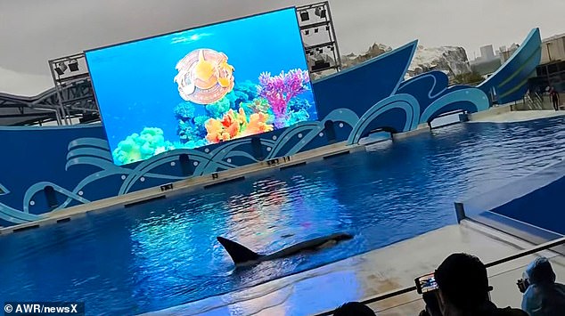 Park officials said the orca was accidentally scratched while playing with a toy and that trainers attended to him as soon as they noticed he was bleeding