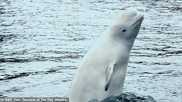 Hvaldimir, a white beluga whale first spotted near Russian waters wearing a suit of armor, sparking rumors that he may have been a Moscow spy