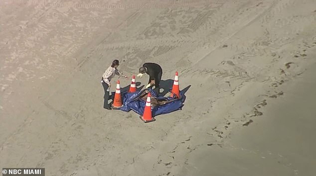 Aerial footage shows detectives examining the remains at the scene