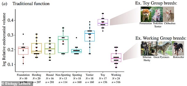 Toy dogs have larger brains (relative to their body size), while working dogs have smaller brains relative to their body size