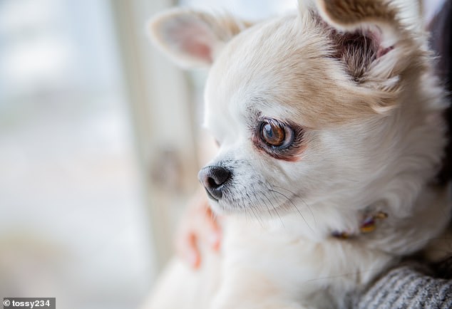 Smaller 'toy breeds', such as Pomeranians and Chihuahuas (pictured), had the largest relative brain size, the team says. This is related to more stupid traits, namely anxiety, aggression, attention seeking and separation anxiety