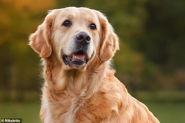 Larger 'working' breeds – such as retrievers (pictured) – had the smallest relative brain size, making them one of the most intelligent dog breeds