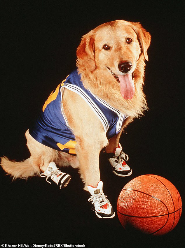 DiCicco owned and trained the late Golden Retriever Buddy who was featured in the 1997 Disney film