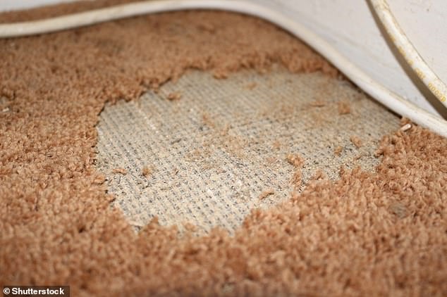 Moth-eaten carpets may be a common sight from summers past. It is actually the larvae of the moth that eat natural materials in carpets and clothing