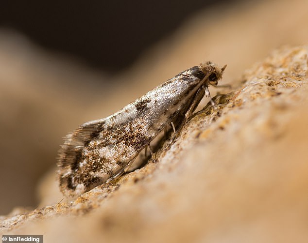 The cork moth (Nemapogon cloacella, photo) is mainly found in forests, especially where dead wood is present, but is also known to like wine cellars