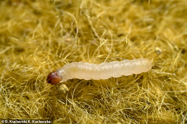 In the photo the larva (immature form of an insect) of the common clothes moth that feeds on dust