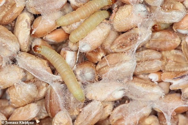 In the photo: larvae of the Indian meal moth (Plodia interpunctella) with infested grain. To protect your food, BPCA recommends storing it in tightly sealed containers, such as stackable plastic containers