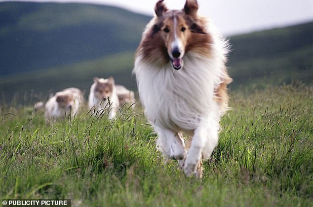 Pictured: TV rescue collie dog Lassie who led rescuers back to her young owner, lost in a snowstorm