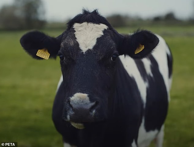 Cows are naturally curious animals that tend to stand still and listen carefully to strange sounds