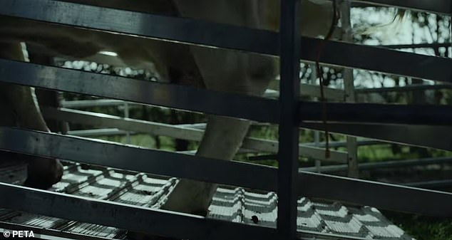 But in the next shot, Kiwi is brought into the truck by a whistling farmer, indicating that she is about to be taken to the slaughterhouse to be slaughtered for meat.