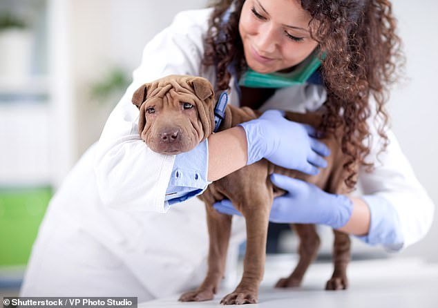 Dog owners have been told to watch for parvo symptoms, including lethargy, loss of appetite, vomiting and diarrhea (photo of a dog with a vet).