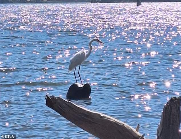 It happened at Lake Gregory near the San Bernardino Mountains, where the Great Egret known as 'Arthur' was a regular visitor - much to the delight of locals