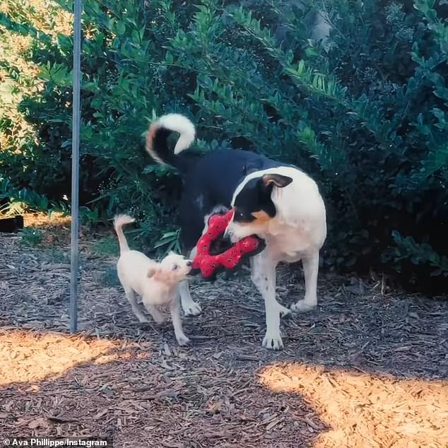 On Wednesday, the Planned Parenthood campaigner revealed she had adopted a three-month-old puppy named Birdie as an adopted sister to her four-year-old rescue dog Benji.