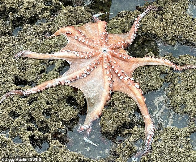 Although the octopus is 'unlikely' to develop into a full-fledged land animal, it was smart enough to 'extend' its time in the water to develop new hunting methods, claimed Professor Tim Coulson.