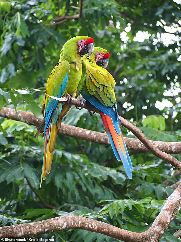 For example, some birds, such as crows, ravens and parrots (pictured), are extremely intelligent and build communal nesting sites that can last for decades.