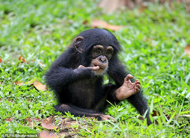 Researchers found that primates are likely to face extinction alongside humans because they are vulnerable to the same threats that affect us (file image of a chimpanzee)