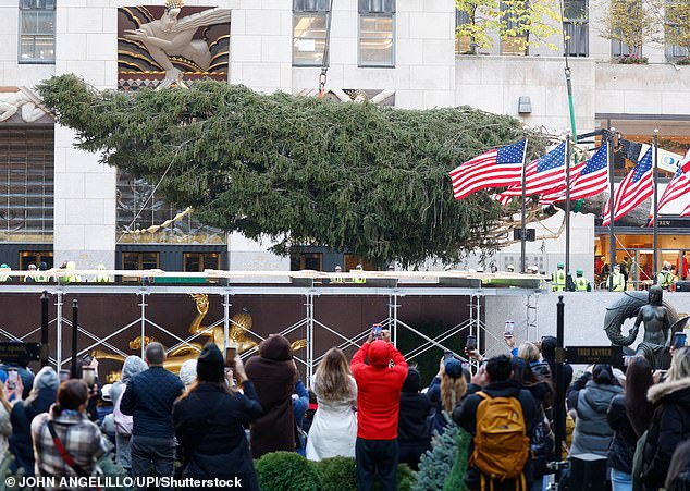 The tree will soon be decorated with more than 50,000 multicolored LED lights and crowned with a Swarovski star covered in three million crystals