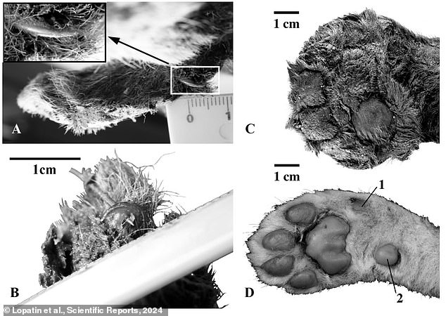 The researchers say the sabre-tooth tiger's (pictured) paws were much wider than those of a lion (bottom right) so it could spread its weight as it walked across deep snow