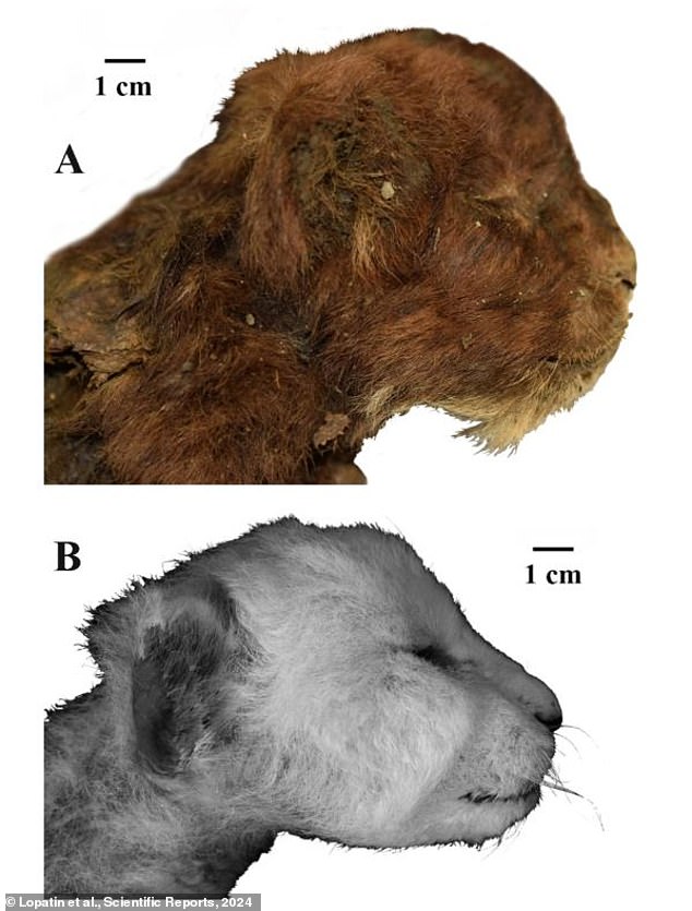 Compared to a lion cub of the same age (below), the saber-toothed kitten (above) had a wider jaw, a flatter snout and a muscular neck that was twice as thick as a lion's.