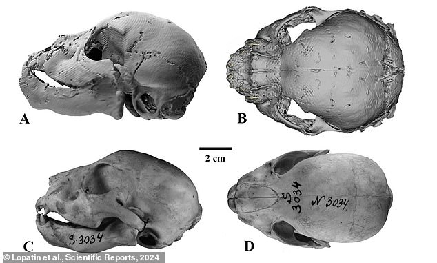 Images A and B show a scan of the saber-toothed cat's skull, while C and D show that of a modern lion. You can see that the sabretooth's skull is shorter and rounder, with a much larger jaw