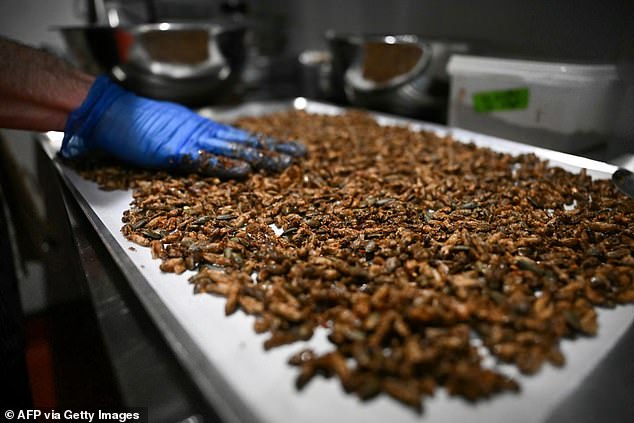 Last year, the plant in London, Ontario, opened its 150,000-square-foot facility that would house 4 billion crickets at a time and produce 13 million kilograms of edible cricket protein per year.