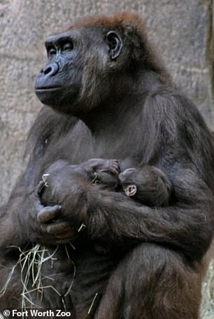 Studies of western lowland gorillas have shown that females who notice signs of syphilis in one of her neighbors may leave her community