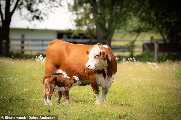 Only when the needs of the newborn calves have been met will the surplus be collected for supplements