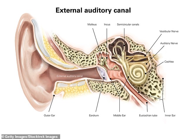 When the eye moves within the eye socket, it creates subtle vibrations in the skull that can vibrate the eardrum. Vibrations travel from the external ear, through the eardrum, where they activate a series of small bones called the ossicles, which send the vibrations through fluid and displace small fluids that translate the vibration into sound in the nerves