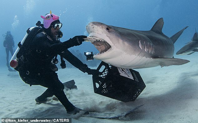 On the right, Jitterbug, the tiger shark, goes after buddy, as he would later go after photographer Ken Kiefer's iPhone. Left, Dave Finch, another member of the Dolphin Dream Team