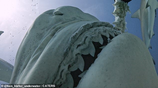 Above, a still image from the video taken by Kiefer's iPhone during a freak accident off the coast of the Bahamas - in which Apple's mobile device entered the deadly mouth of a tiger shark