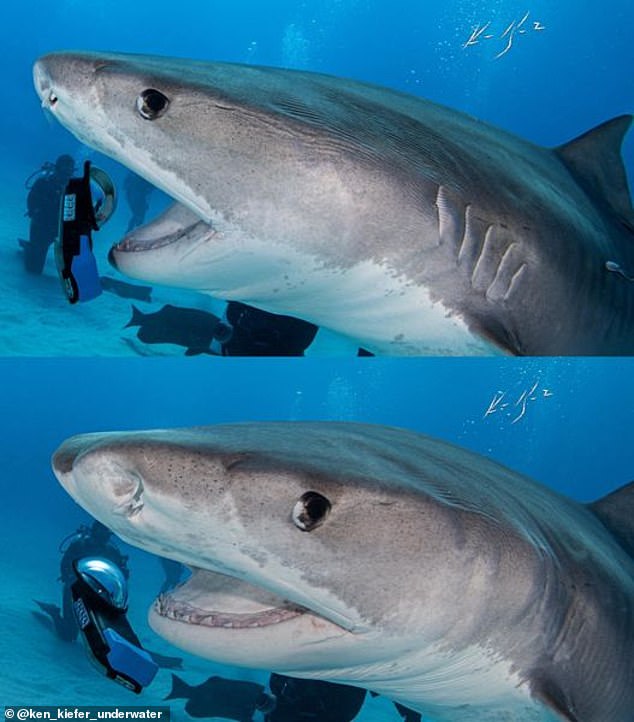 As Jitterbug (pictured) spits out the phone, her rows of serrated teeth can be seen, which are flatter in tiger sharks than in other species - and have distinct primary and secondary serrations that can be used to distinguish individual shark teeth by species