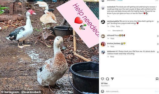 A post from the duck sanctuary warned because their birds mysteriously became ill