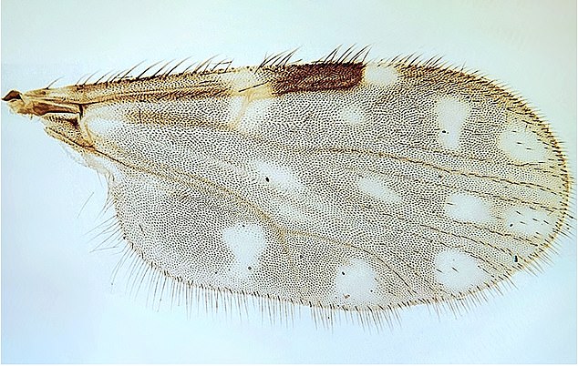 The spot pattern on the insect's wings is characteristic of mosquitoes and mosquitoes that carry the 'sloth virus'