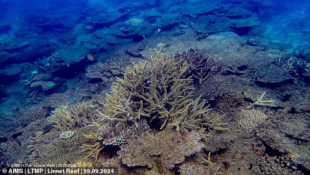 Pictured are living branching corals in the Cooktown-Lizard sector surrounded by table corals that died due to a marine heat wave earlier in 2024