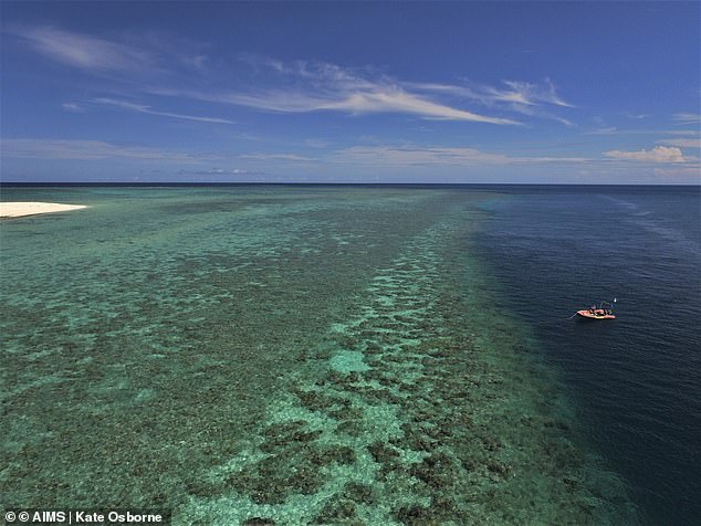 Coral cover has declined on 12 of 19 reefs surveyed between Lizard Island and Cardwell after a summer of disturbances.