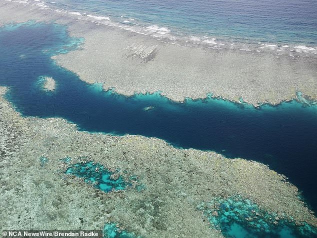 The reef is experiencing heat stress due to climate change and recent cyclones. This year had already been confirmed as the fifth mass bleaching event on the reef in the past eight years