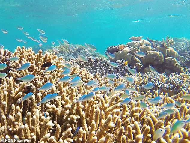 The Great Barrier Reef, a UNESCO World Heritage Site, contains the world's largest collection of coral reefs, with 400 species of coral, 1,500 species of fish and 4,000 species of molluscs