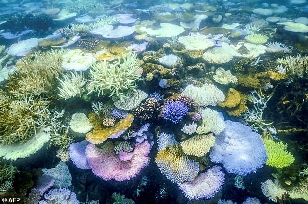 This underwater photo taken on April 5, 2024 shows bleached and dead coral around Lizard Island on the Great Barrier Reef, 270 kilometers north of the city of Cairns