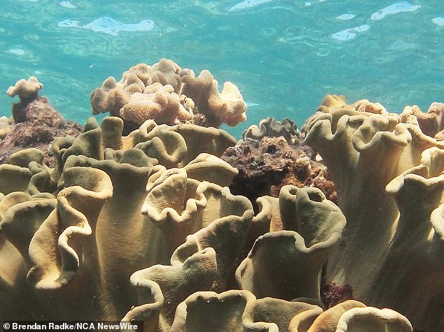 Bleached corals are not dead, but are at greater risk of dying, and these bleaching events are becoming more common under climate change