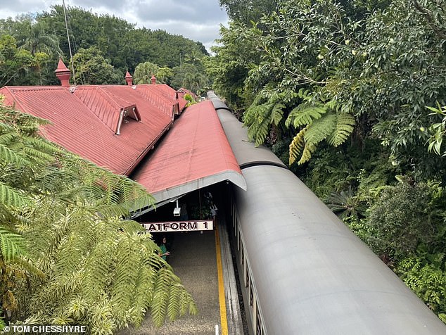 Tom meets Kuranda stationmaster Paul Courtney, who reveals that a five-metre python was once spotted on the platform. But he adds reassuringly: 'They don't like people'