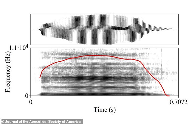 Shown: Oscillograms and spectrograms for recording the 'L' sound. Note the smoother lines - a match for L's smoother sound