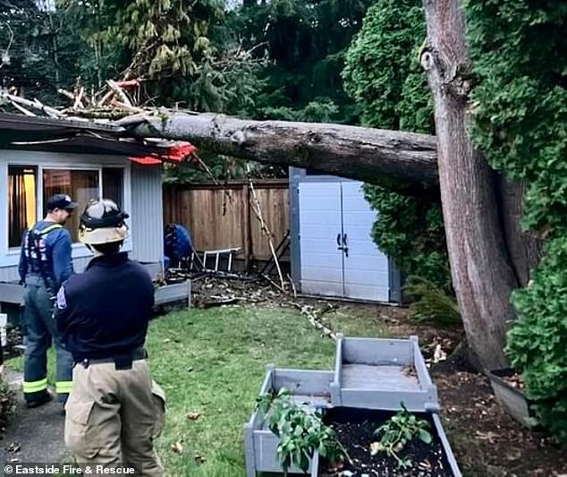 Trees crashed through houses (pictured) leaving a woman dead after landing on a homeless camp