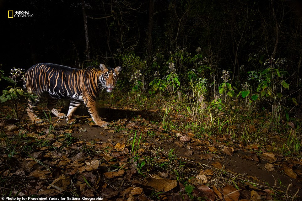 A mesmerizing photo of a black tiger - known for its merged stripes - patrolling the Similipal Tiger Reserve in eastern India