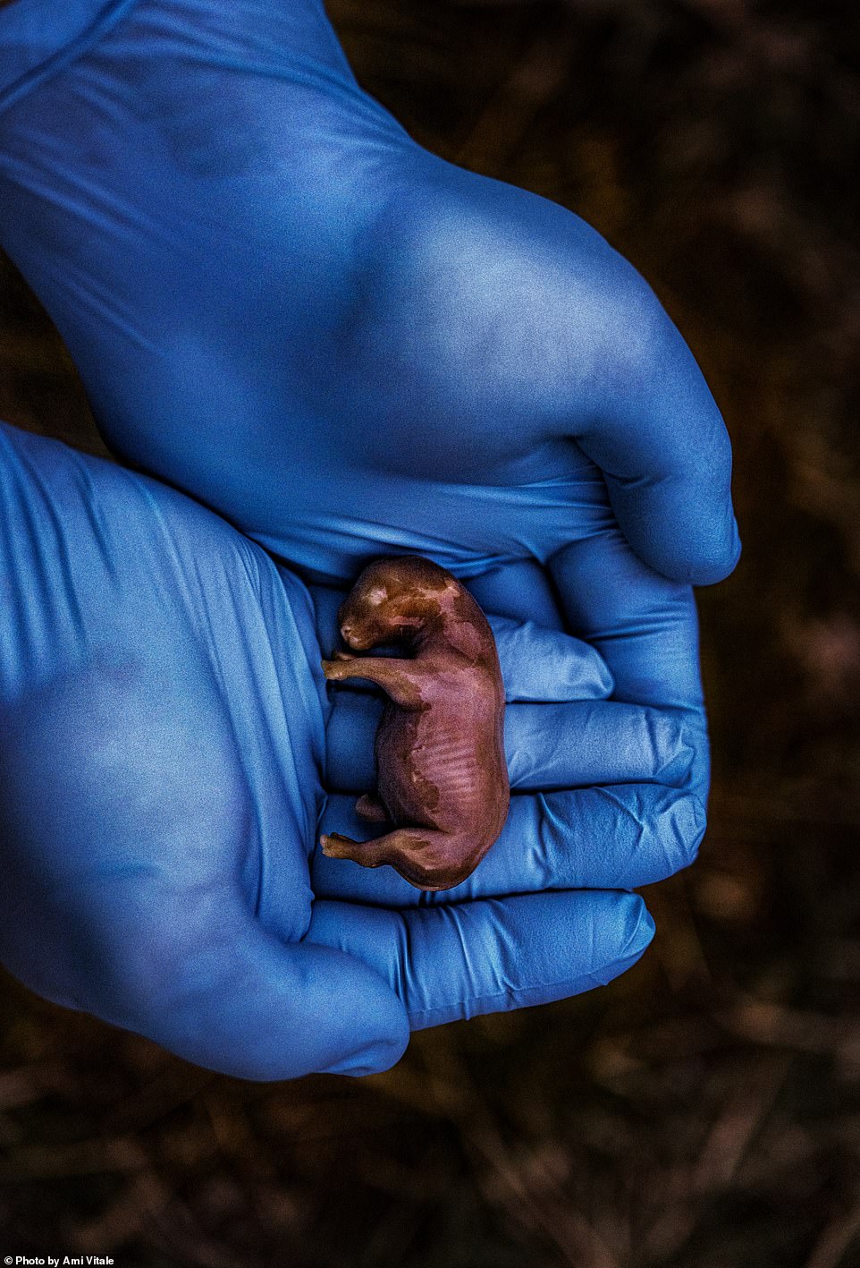 A scientist in Kenya holds the 70-day-old fetus of a rhino conceived through in vitro fertilization (IVF). Unfortunately, the surrogate mother died of a bacterial infection